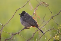 red vented bulbul