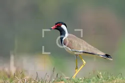 uploads/birds/small/red-wattled-lapwing.webp