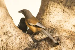 rufous treepie