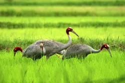 uploads/birds/small/sarus-crane.webp