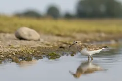 temmincks stint
