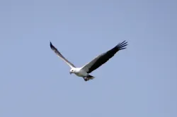 uploads/birds/small/white-bellied-sea-eagle.webp