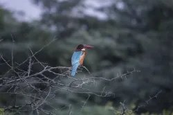 white throated kingfisher