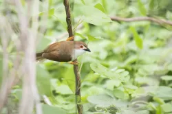 uploads/birds/small/yellow-eyed-babbler.webp