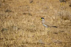 yellow wattled lapwing
