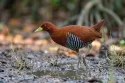 Andaman Crake