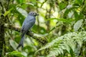 ashy drongo