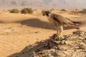 barbary falcon