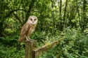 barn owl