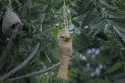 baya weaver