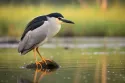 black crowned night heron