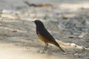 black redstart