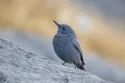 blue rock thrush