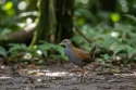 brown crake