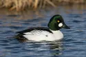 common goldeneye