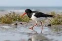 Eurasian Oystercatcher