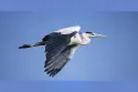 grey heron
