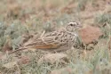 indian bushlark