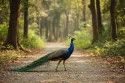 indian peafowl
