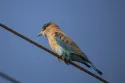 indian roller