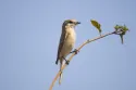 isabelline shrike