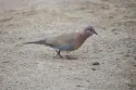 laughing dove