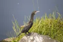 little cormorant