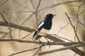 oriental magpie robin