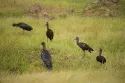 red naped ibis