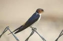 red rumped swallow