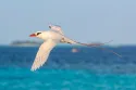 Red-tailed Tropicbird