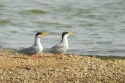 river tern