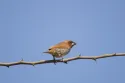 scaly breasted munia
