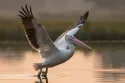 spot billed pelican