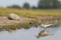 temmincks stint