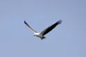 white bellied sea eagle