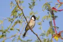 white eared bulbul