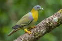 yellow footed green pigeon