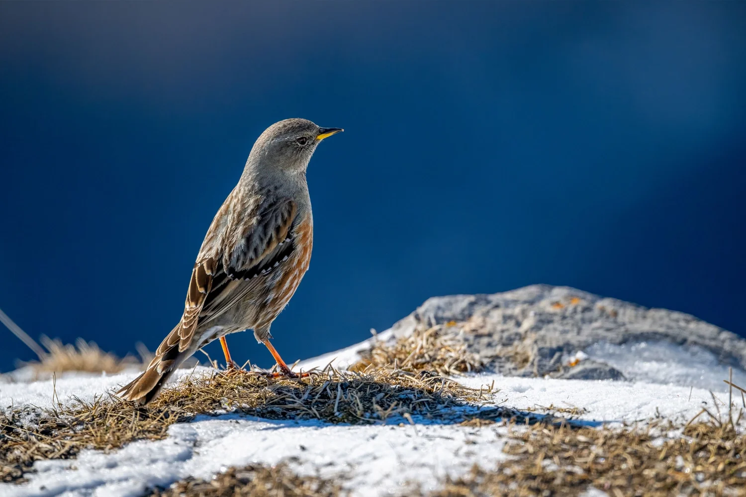 Alpine Accentor