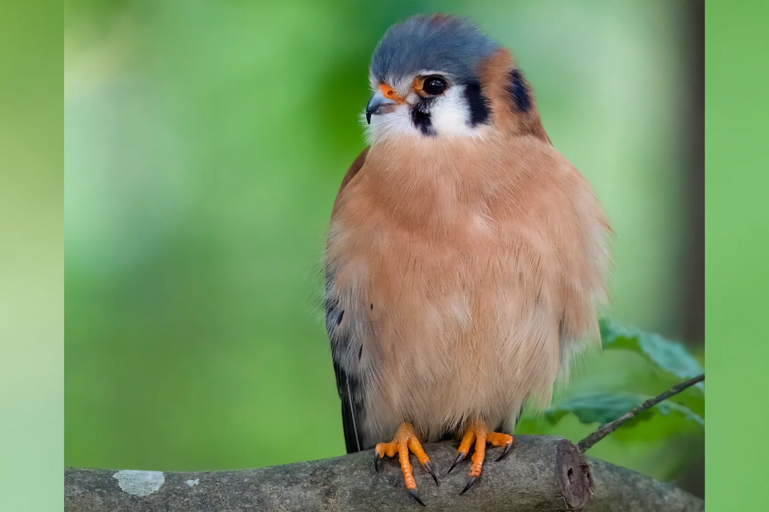 American Kestrel