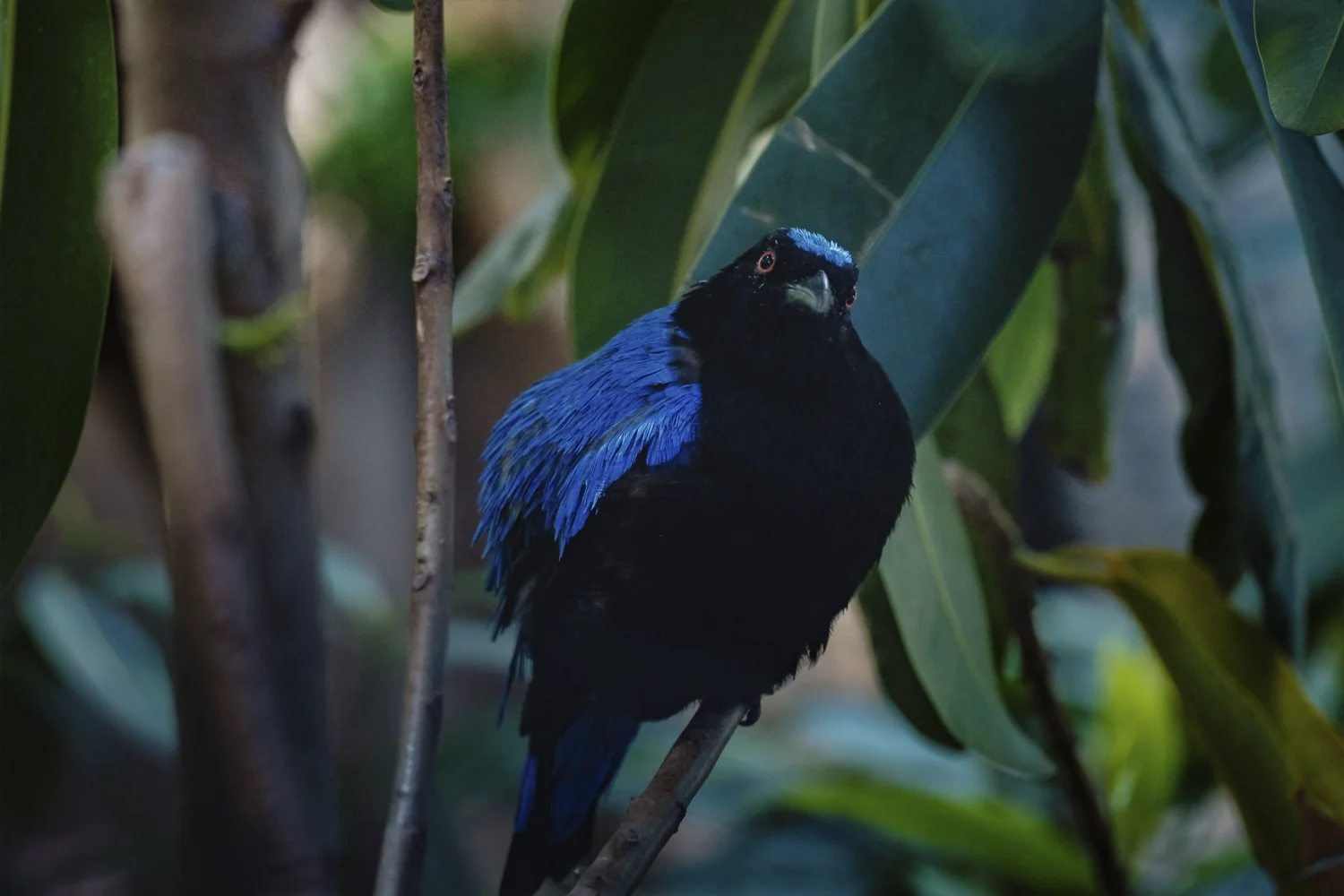 Asian Fairy-bluebird