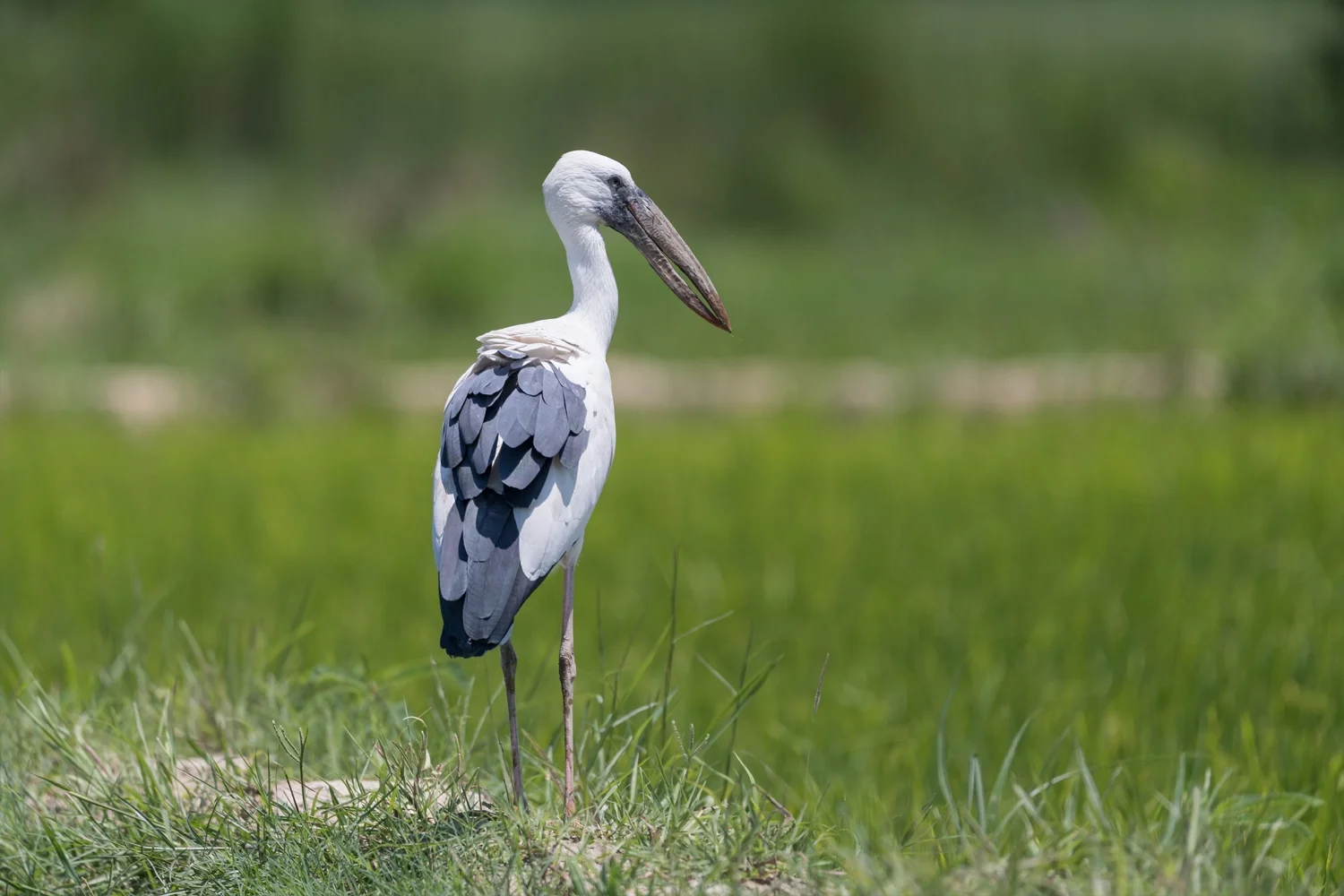 asian openbill