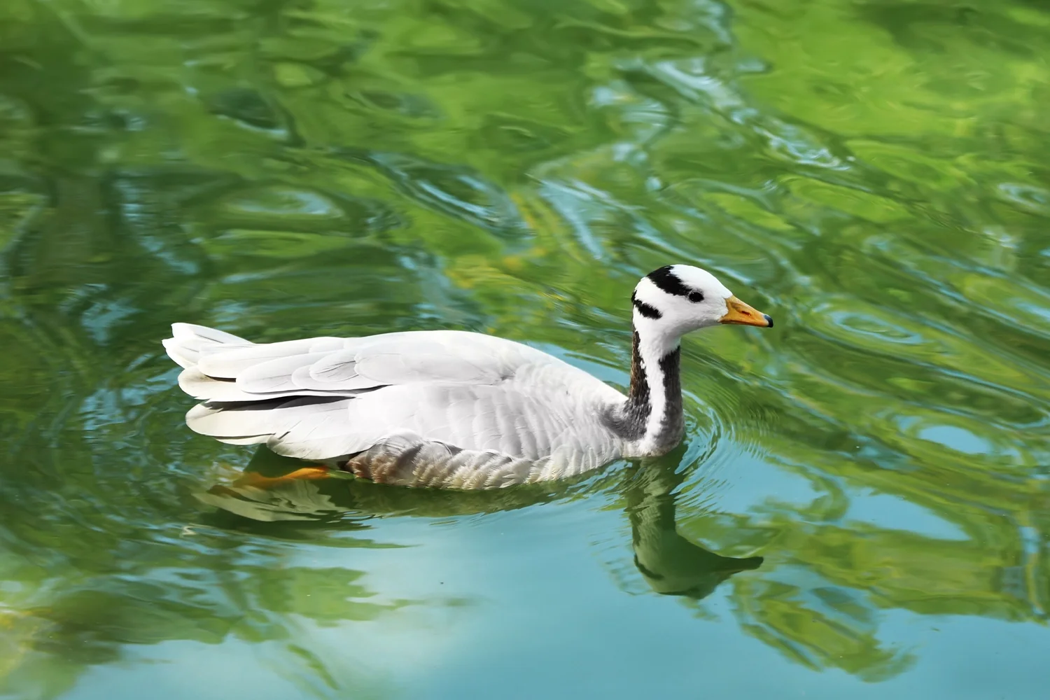Bar-headed Goose