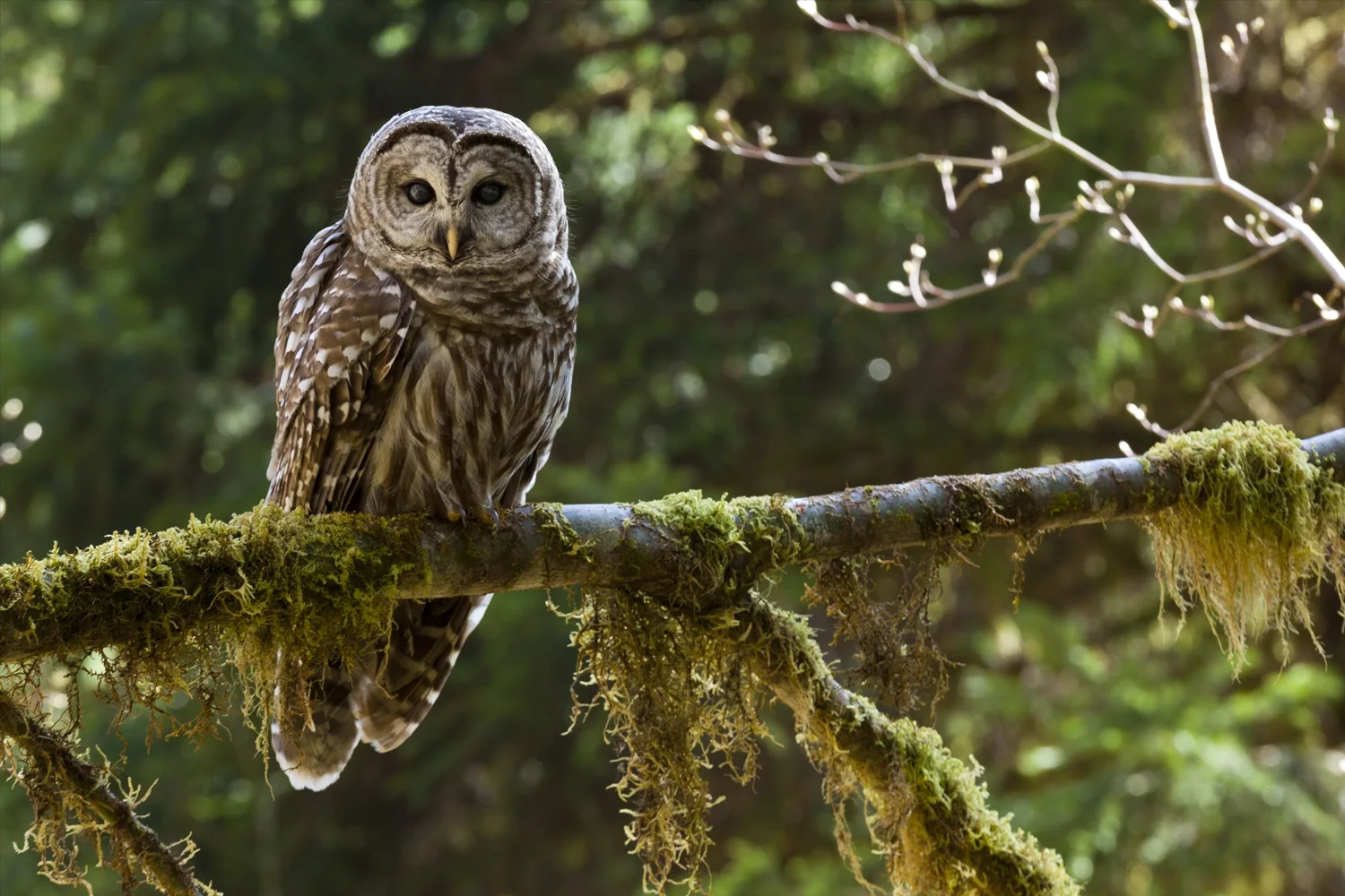 Barred Owl