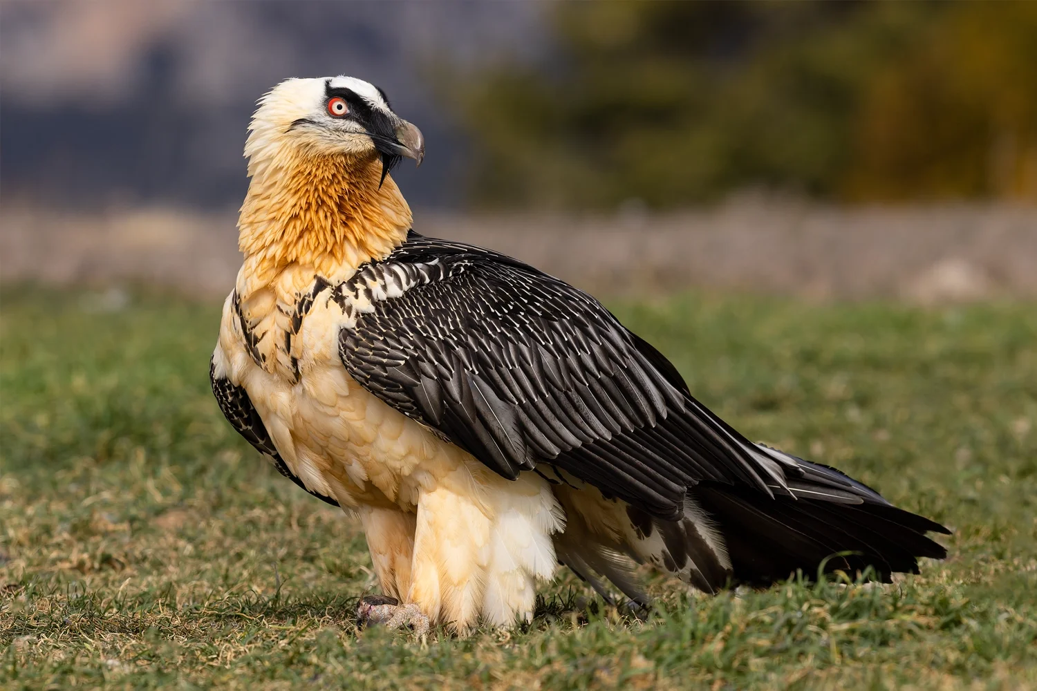 Bearded Vulture