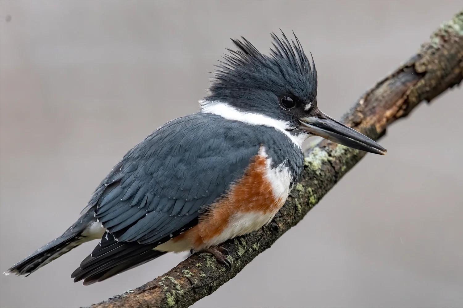 Belted Kingfisher