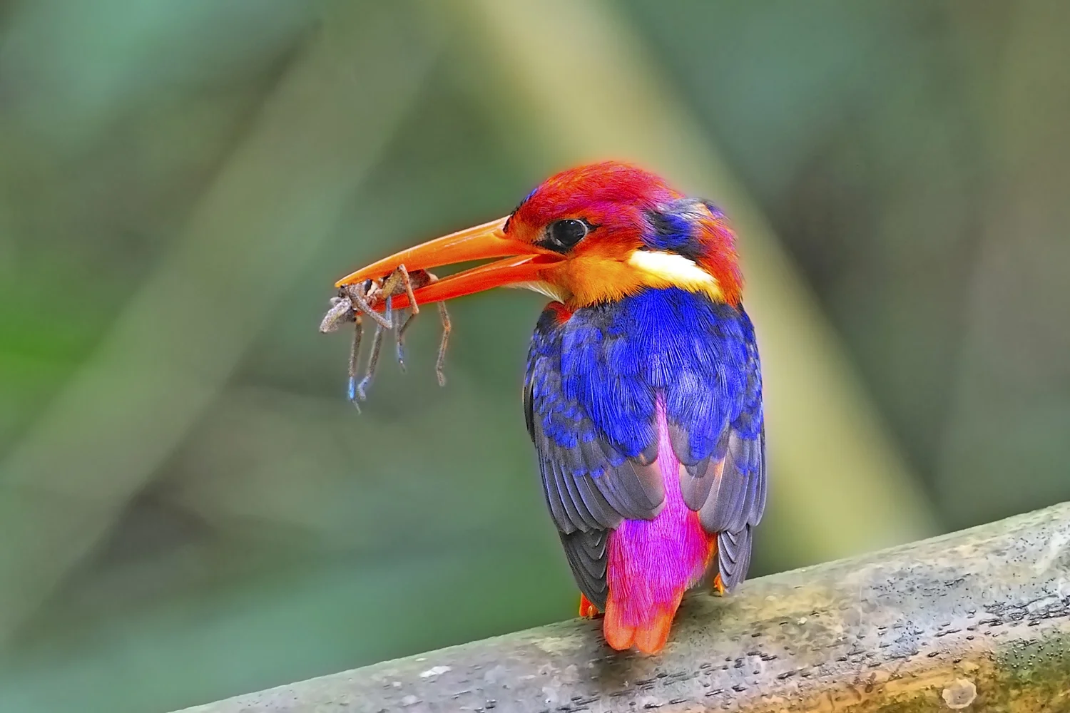 Black-backed Dwarf-kingfisher