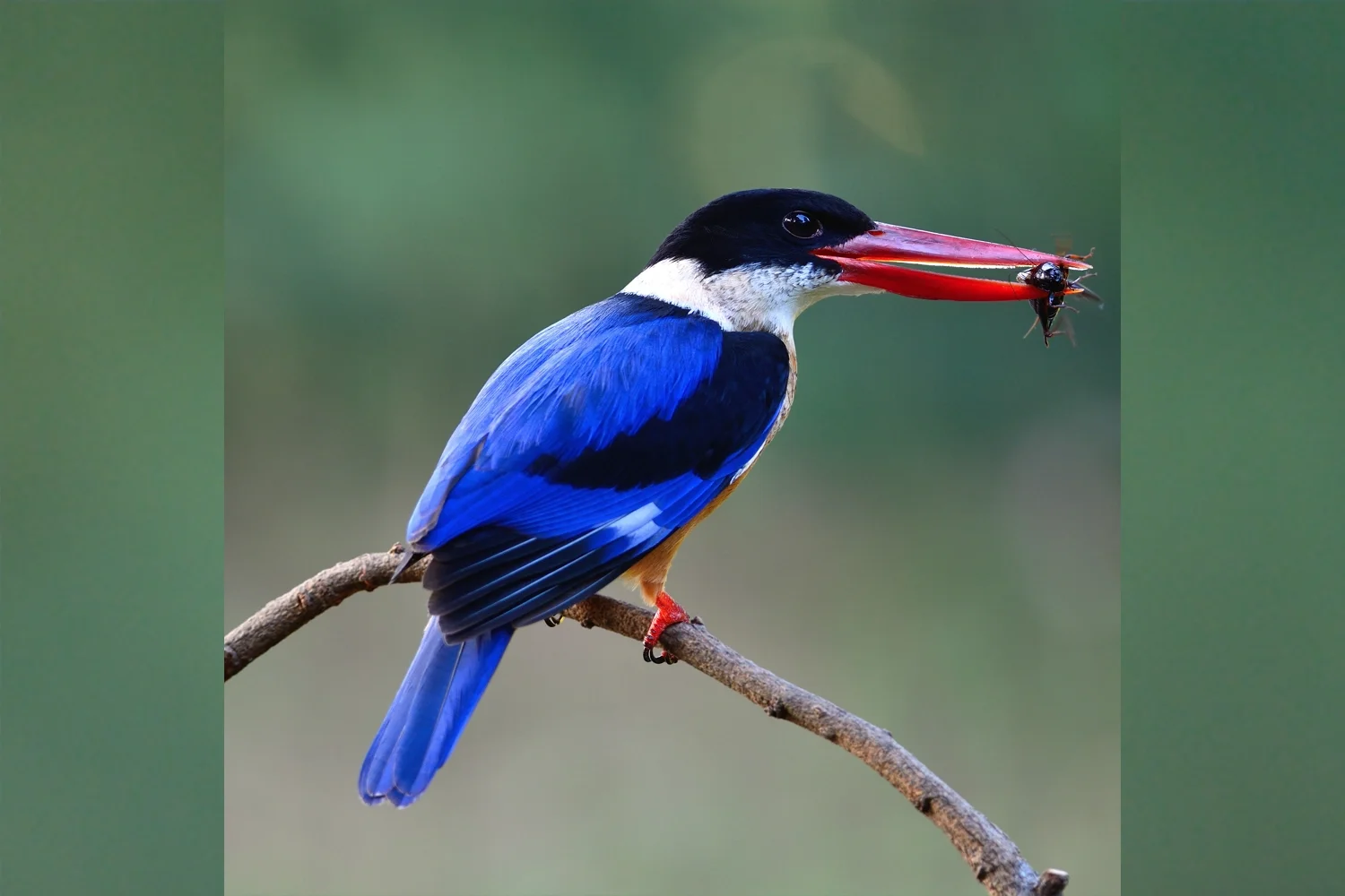Black-capped Kingfisher