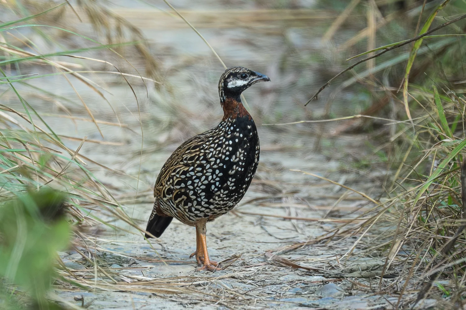 Black Francolin