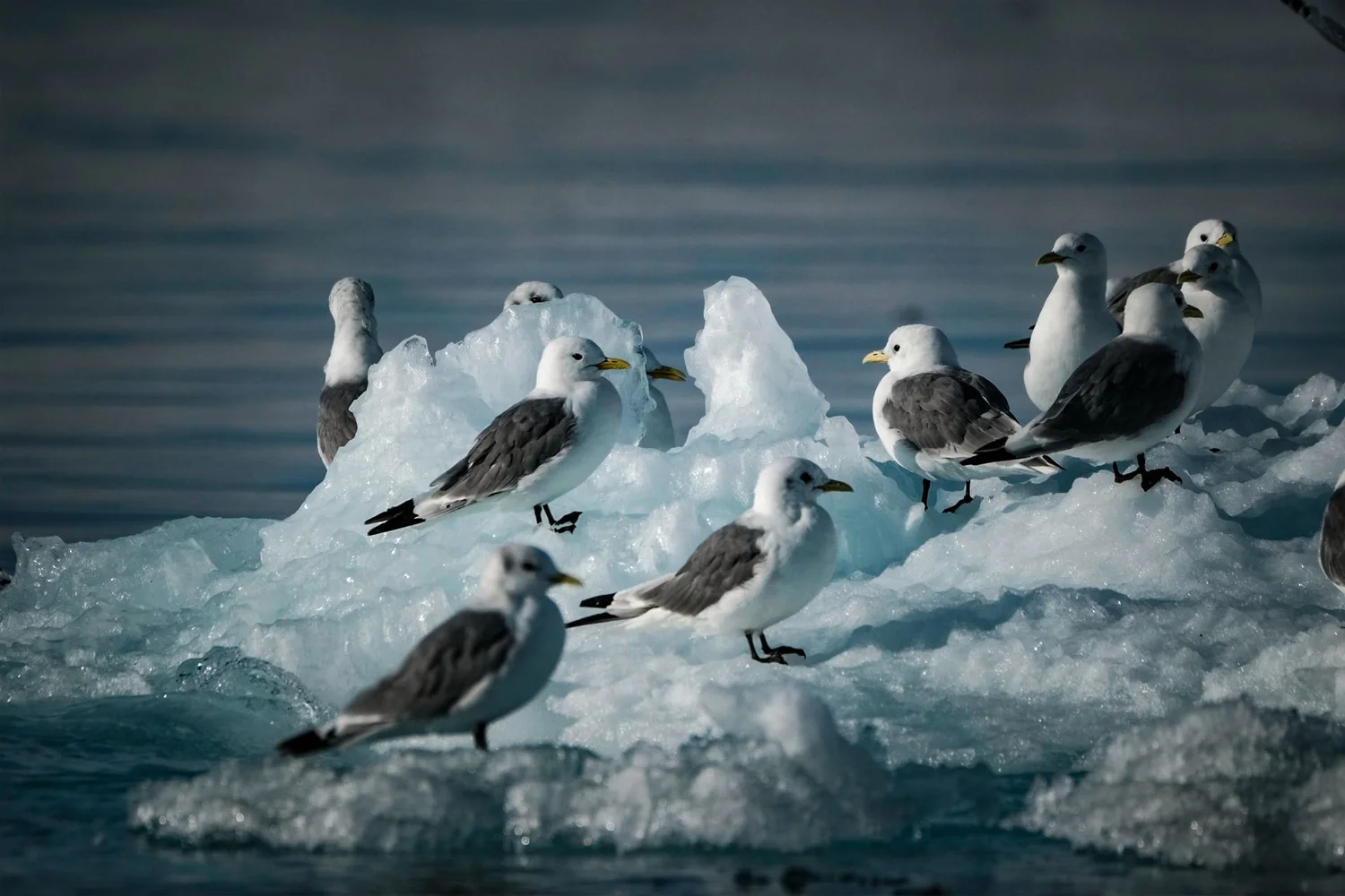 Black-legged Kittiwake